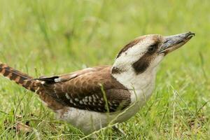 Laughing Kookaburra in Australia photo