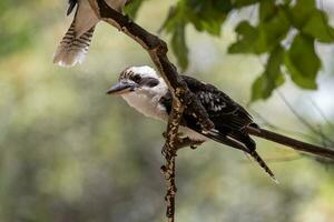 riendo Kookaburra en Australia foto