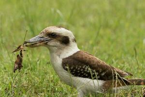 riendo Kookaburra en Australia foto