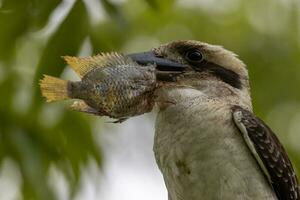 Laughing Kookaburra in Australia photo