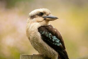 riendo Kookaburra en Australia foto