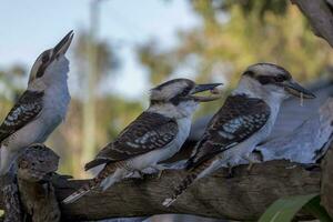 riendo Kookaburra en Australia foto