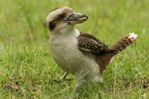 Laughing Kookaburra in Australia photo