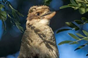 riendo Kookaburra en Australia foto