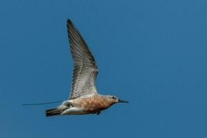 Lesser or Red Knot photo