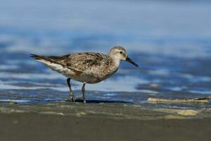 Lesser or Red Knot photo