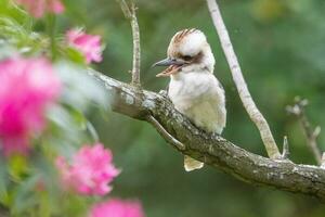 riendo Kookaburra en Australia foto