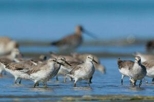 Lesser or Red Knot photo