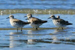 Lesser or Red Knot photo