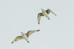 Lesser or Red Knot photo