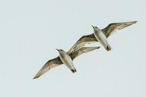 Lesser or Red Knot photo