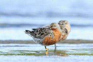 Lesser or Red Knot photo