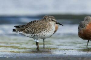 Lesser or Red Knot photo