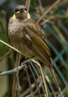 de lewin pájaro azucar en Australia foto