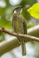 Lewin's Honeyeater in Australia photo