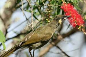 Lewin's Honeyeater in Australia photo