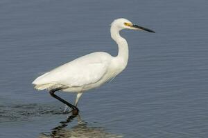 Little Egret in Australasia photo