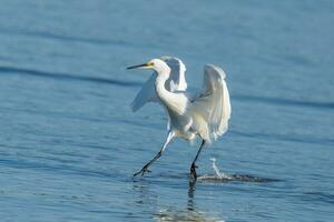 Little Egret in Australasia photo