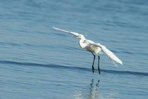 Little Egret in Australasia photo