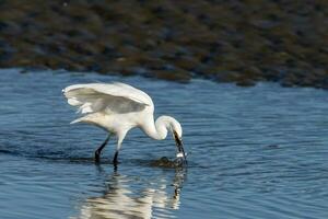 Little Egret in Australasia photo