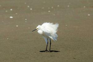 Little Egret in Australasia photo