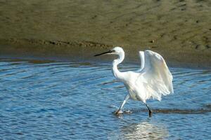 Little Egret in Australasia photo