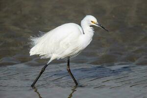 Little Egret in Australasia photo