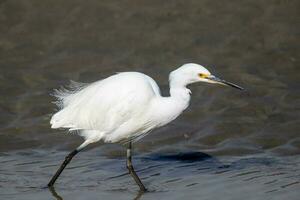 Little Egret in Australasia photo