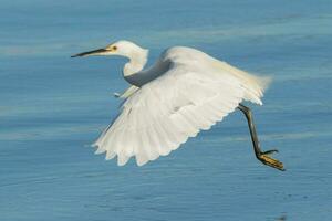 Little Egret in Australasia photo