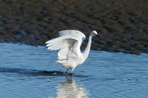 Little Egret in Australasia photo