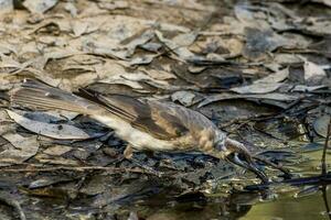 Little Friarbird in Australia photo