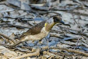 Little Friarbird in Australia photo