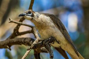 Little Friarbird in Australia photo
