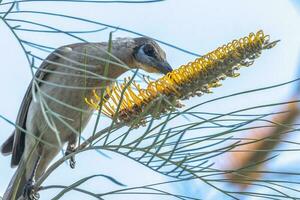 Little Friarbird in Australia photo