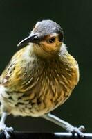 Macleay's Honeyeater in Australia photo