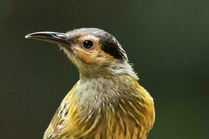 Macleay's Honeyeater in Australia photo