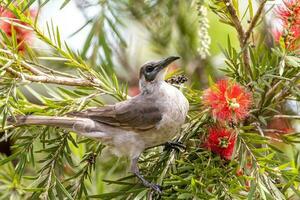 Little Friarbird in Australia photo
