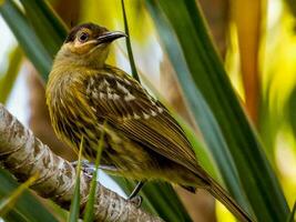 Macleay's Honeyeater in Australia photo