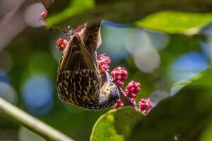 macleay's pájaro azucar en Australia foto