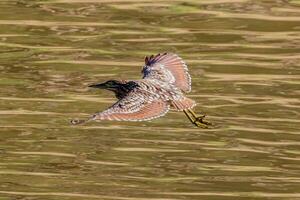 Nankeen Night Heron photo