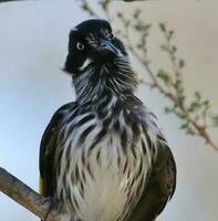 New Holland Honeyeater photo