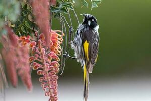 New Holland Honeyeater photo