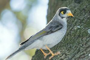 Noisy Miner in Australia photo