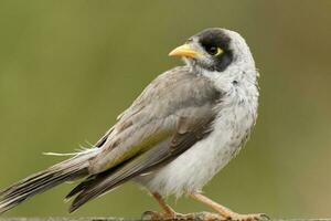 Noisy Miner in Australia photo