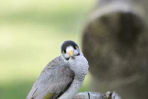 Noisy Miner in Australia photo