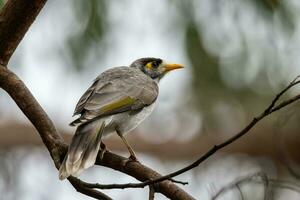 Noisy Miner in Australia photo