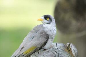 Noisy Miner in Australia photo