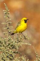 Orange Chat in Australia photo