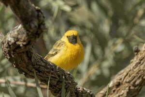 Orange Chat in Australia photo