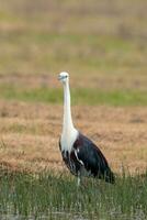 White Necked Heron photo